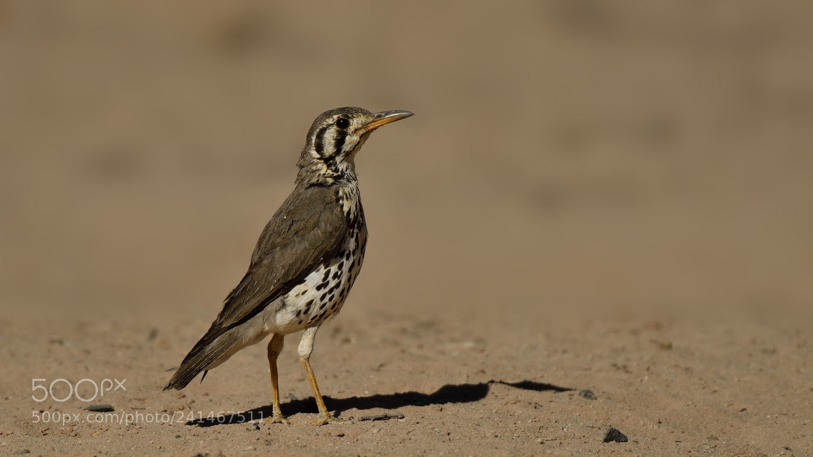 Nikon D500 sample photo. Groundscarper thrush photography
