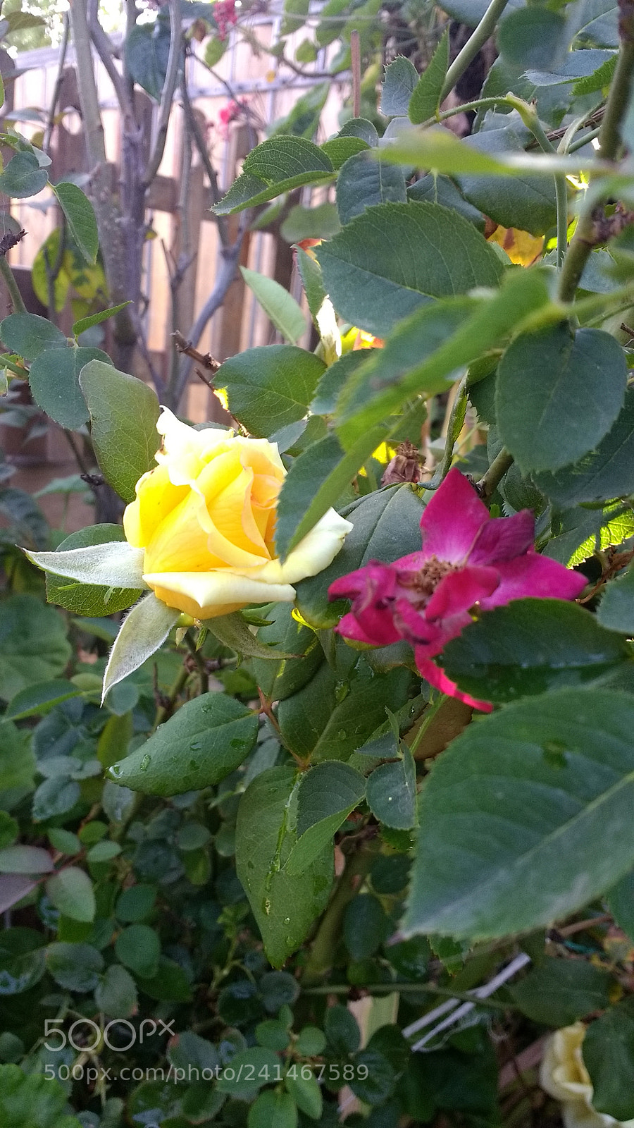 Motorola Moto G (4) sample photo. Untitled photography