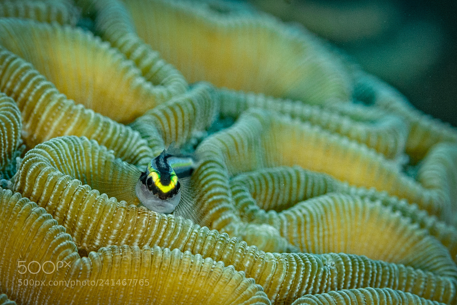 Nikon D800 sample photo. Goby on coral photography