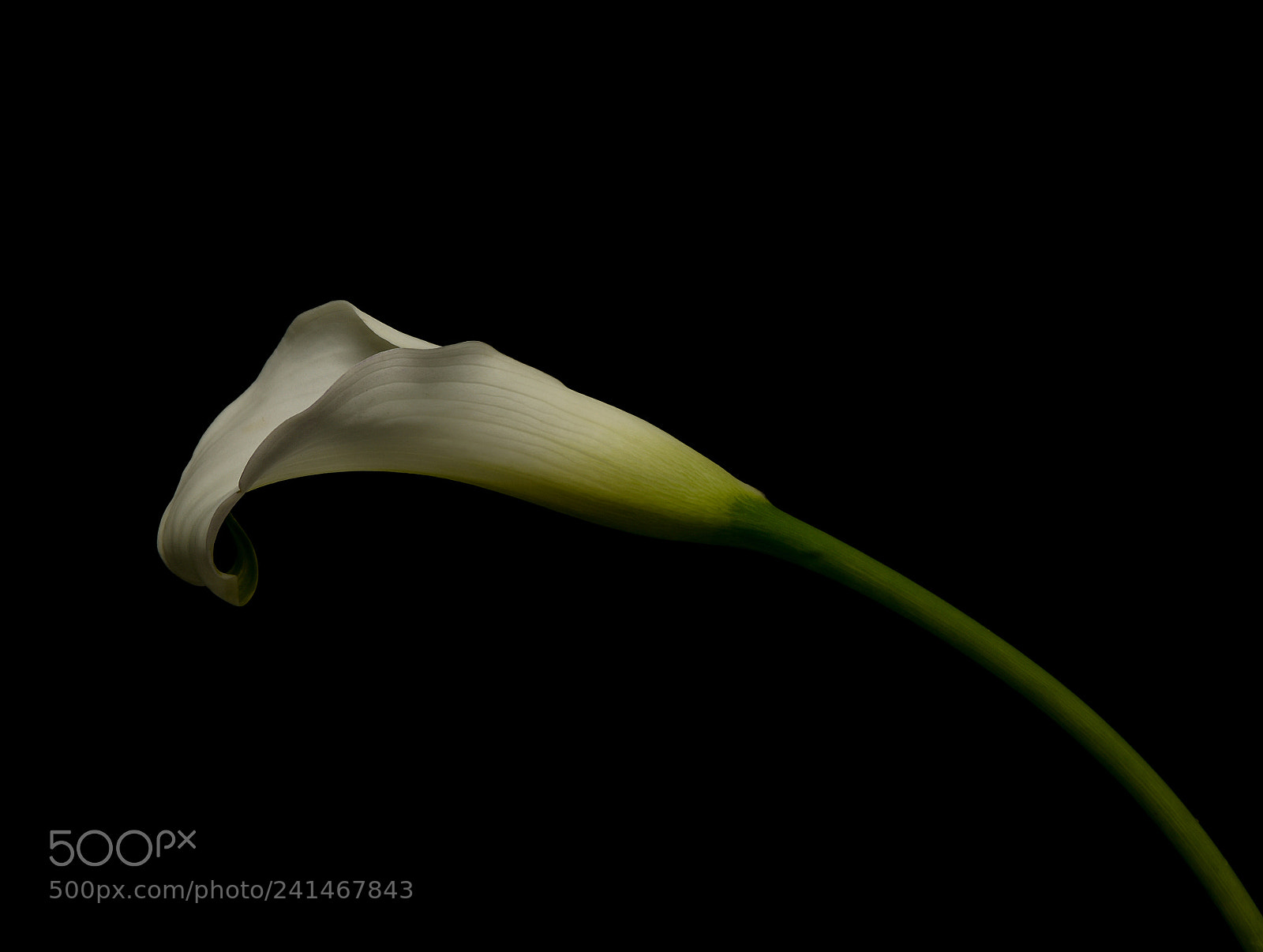 Nikon D810 sample photo. White lily photography