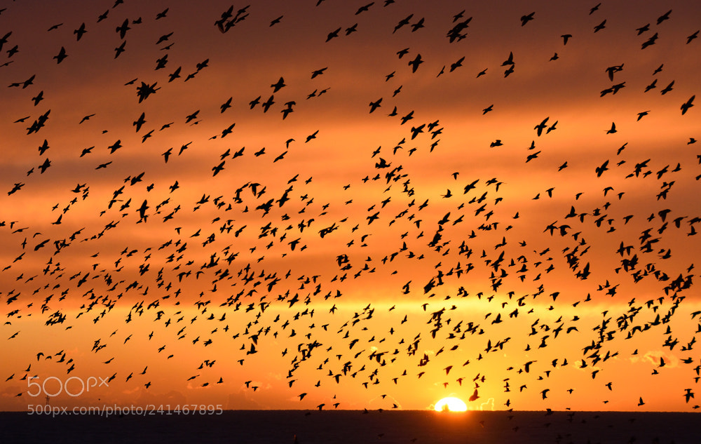 Nikon D7200 sample photo. Brighton starlings photography