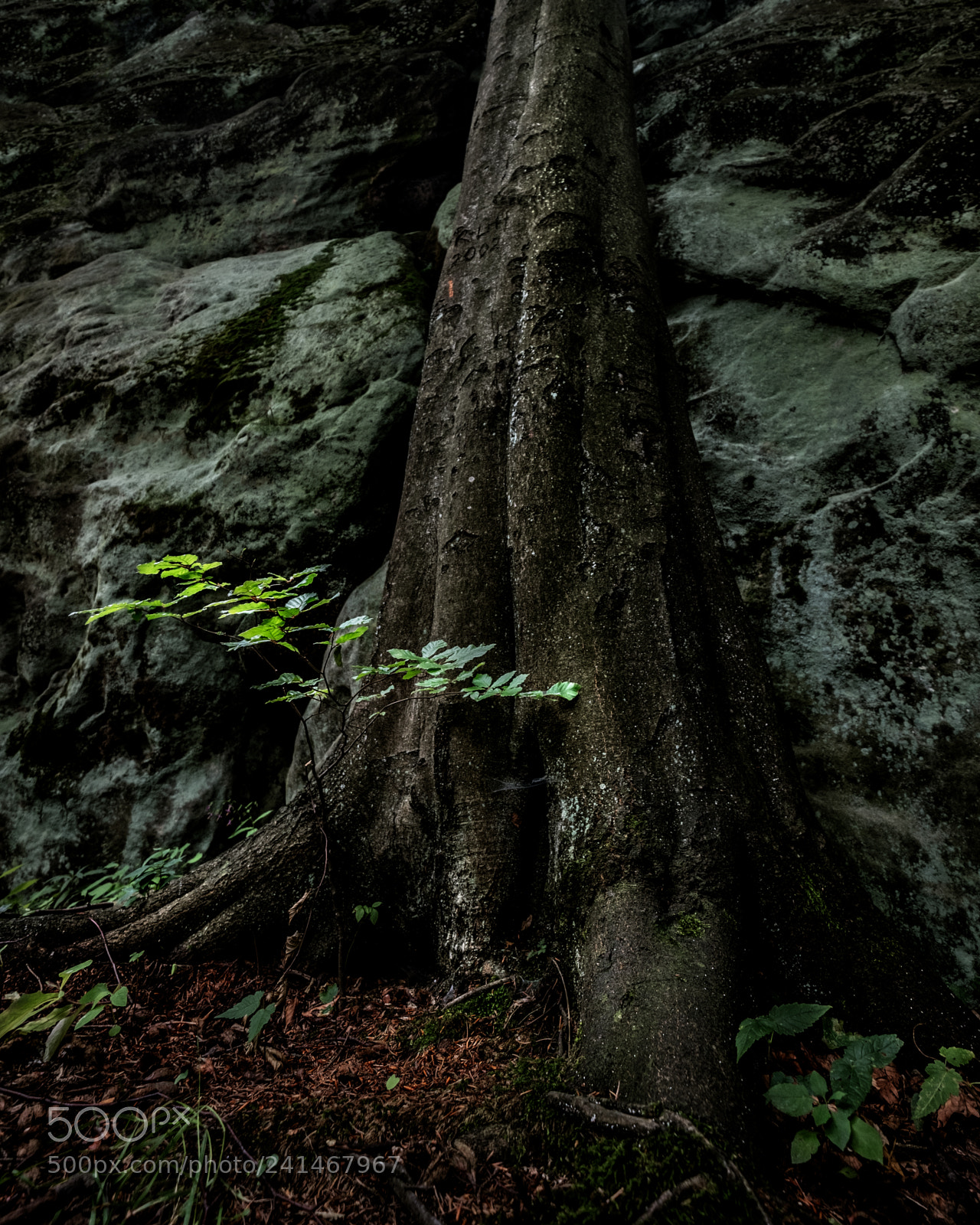Fujifilm X-T2 sample photo. Tree in rock photography