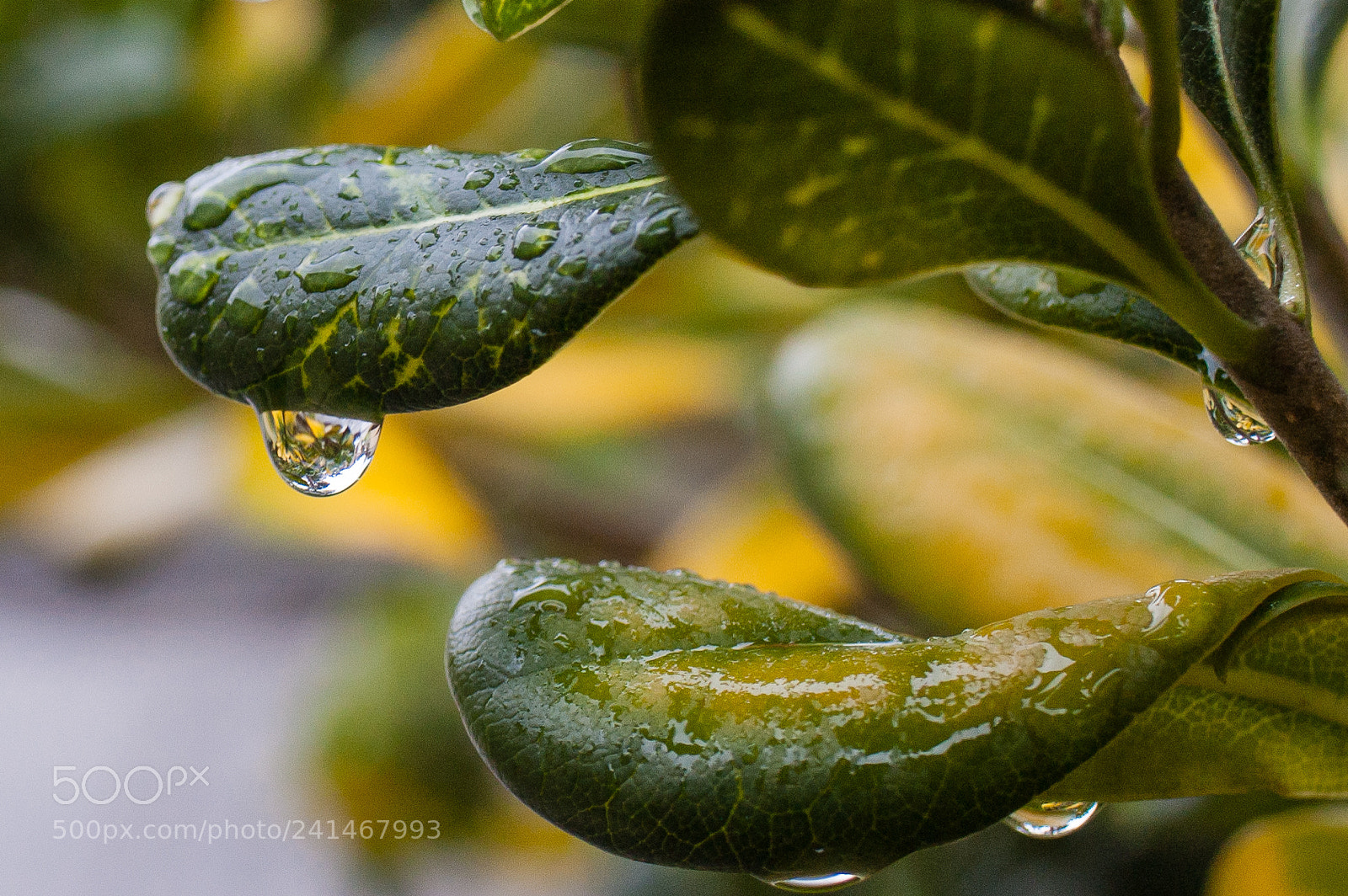 Nikon D40 sample photo. Raindrop photography