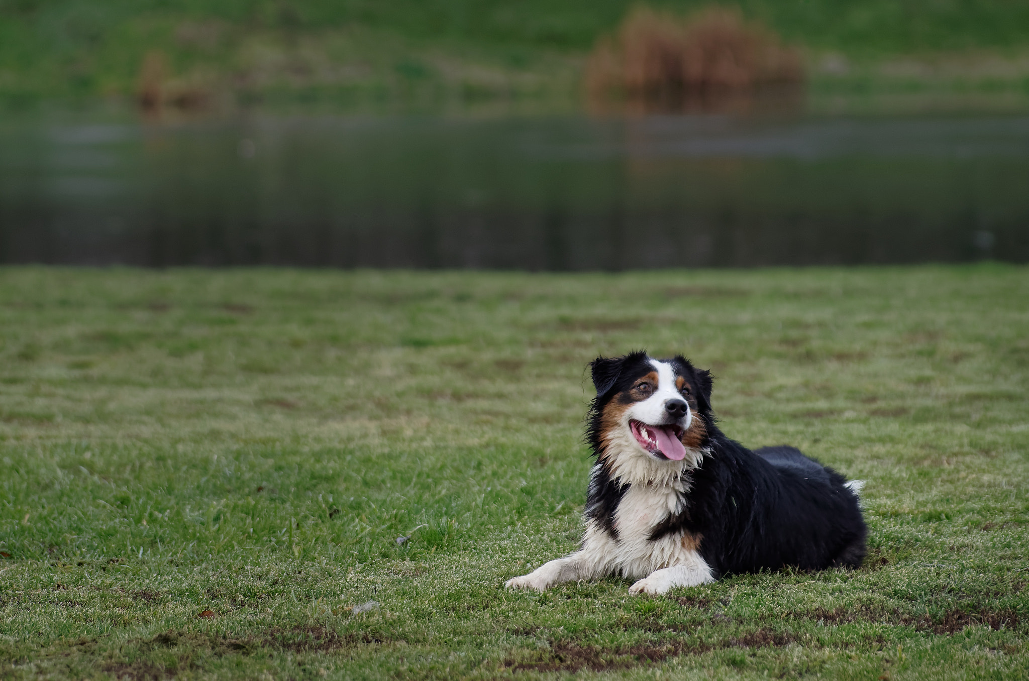 Pentax K-50 sample photo. Young australian shepperd mia lying at a pond photography