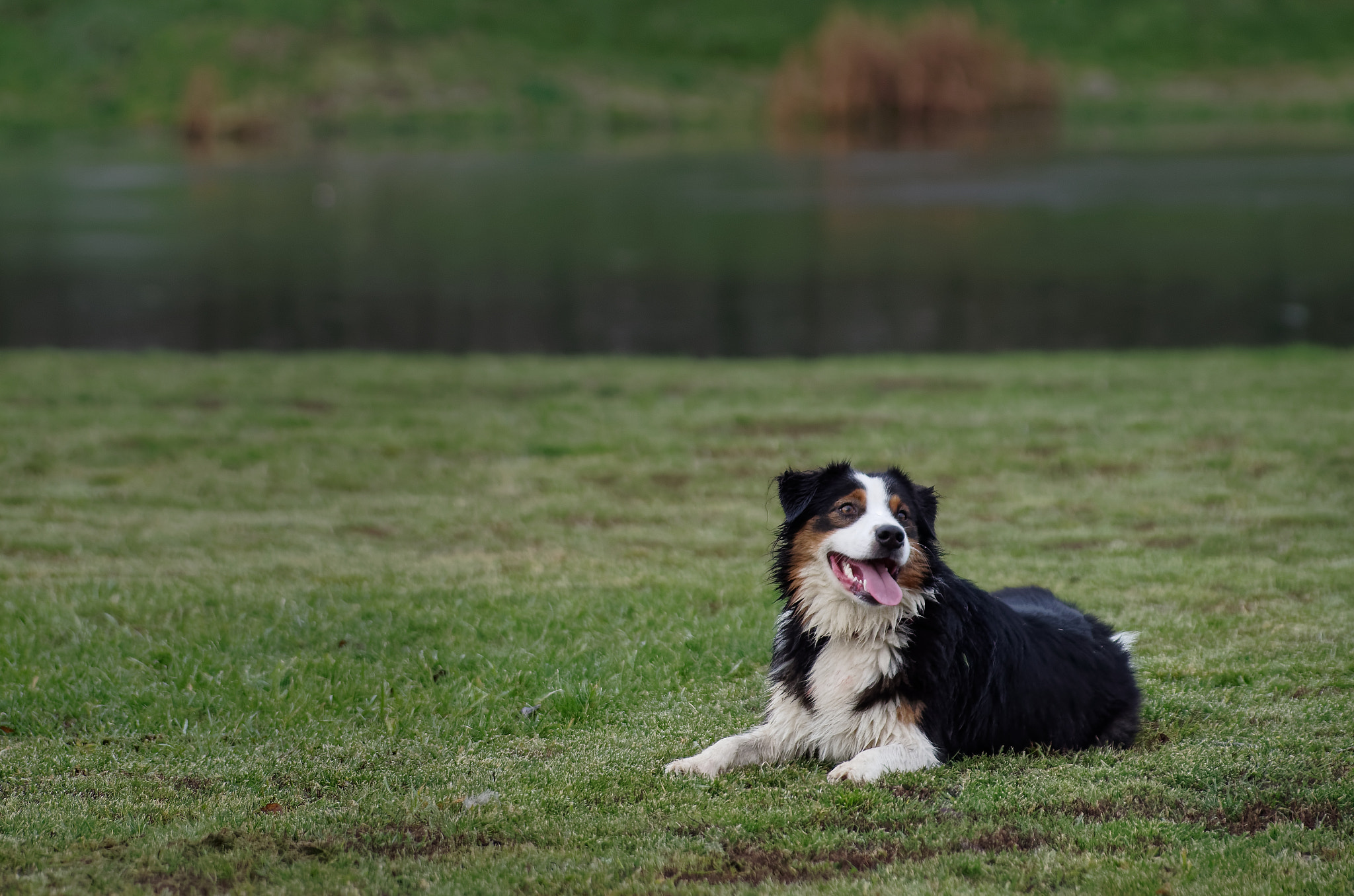 Pentax smc DA* 60-250mm F4.0 ED (IF) SDM sample photo. Young australian shepperd mia lying at a pond photography