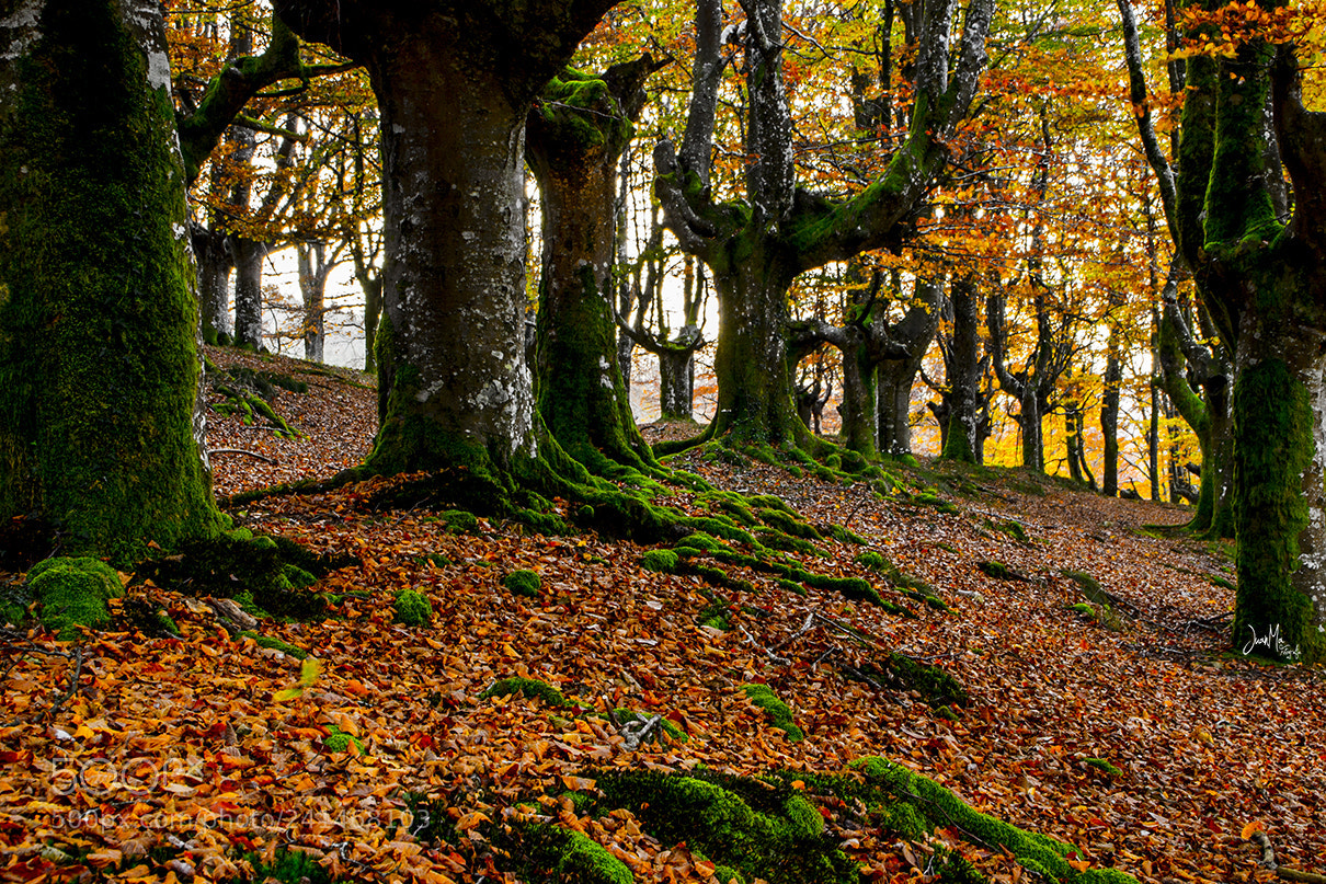 Sony Alpha DSLR-A500 sample photo. Parque natural de urkiola photography