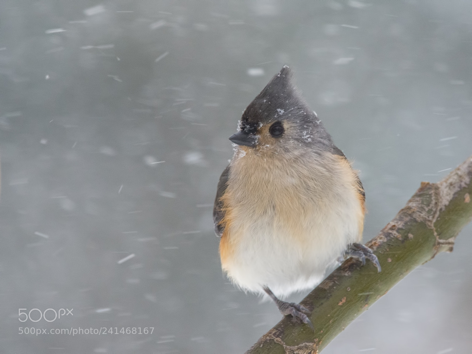 Nikon D7200 sample photo. Tufted titmouse photography