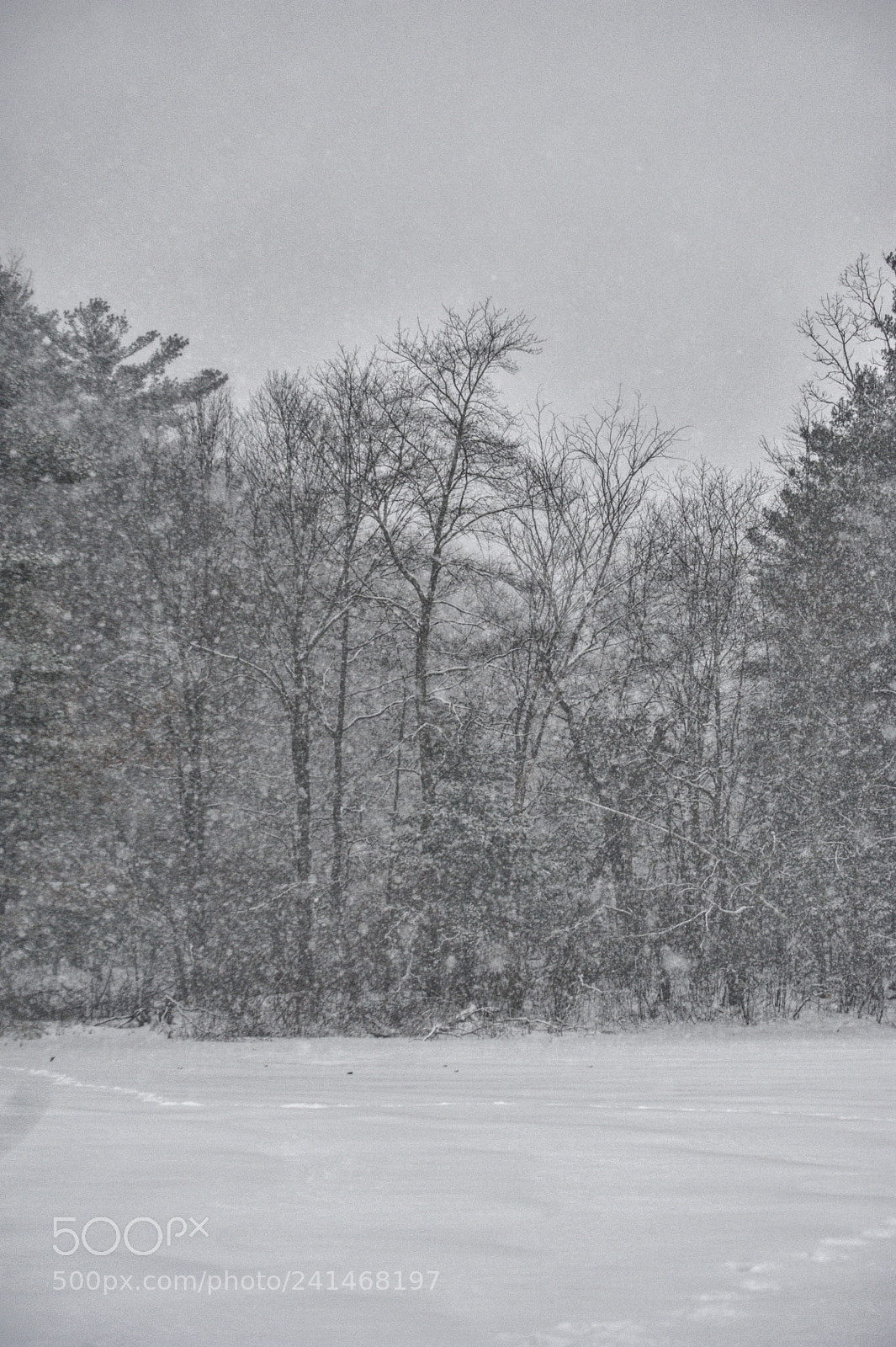 Nikon D700 sample photo. Into the blizzard 01.04.2018 photography