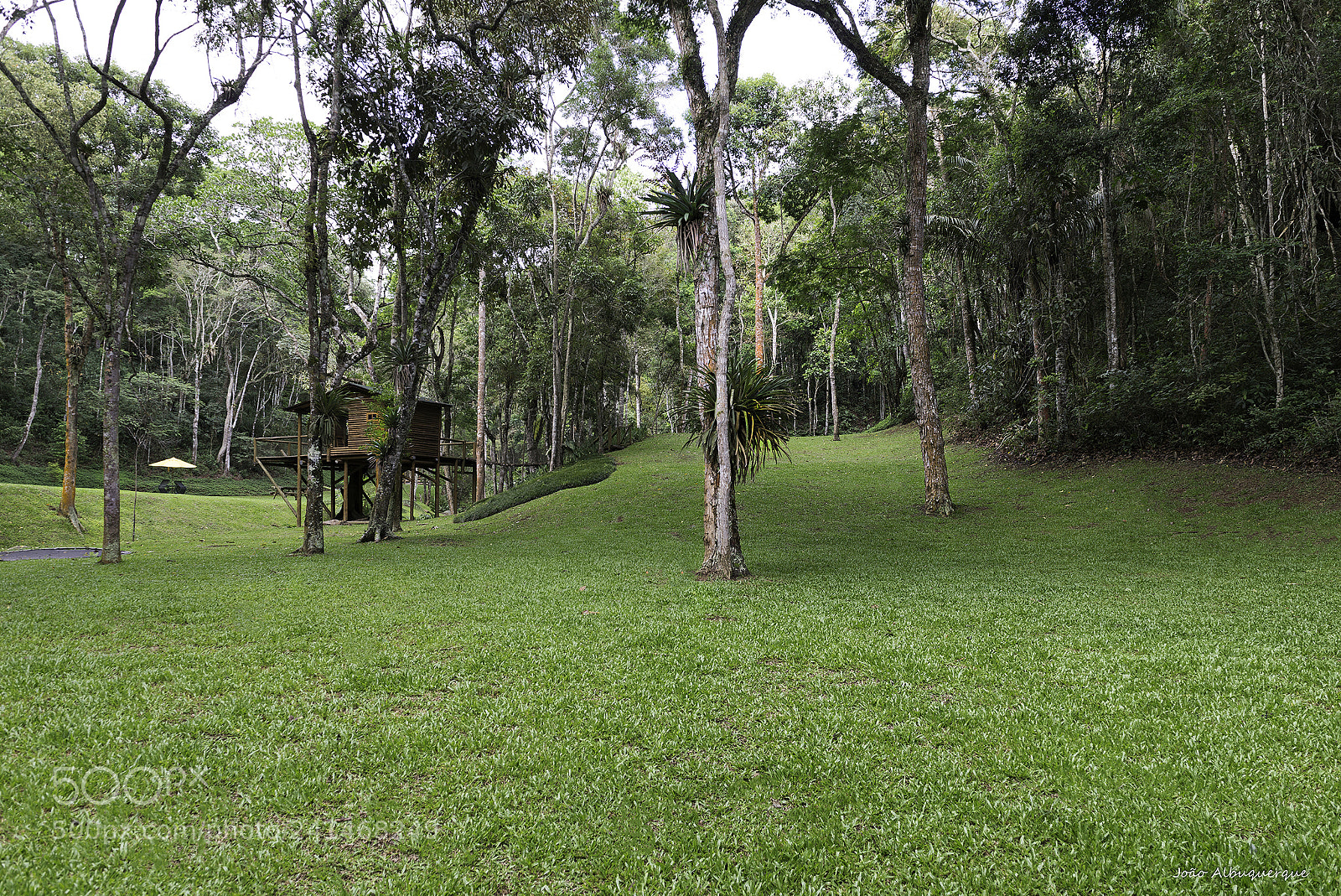 Nikon D600 sample photo. A lawn in the photography