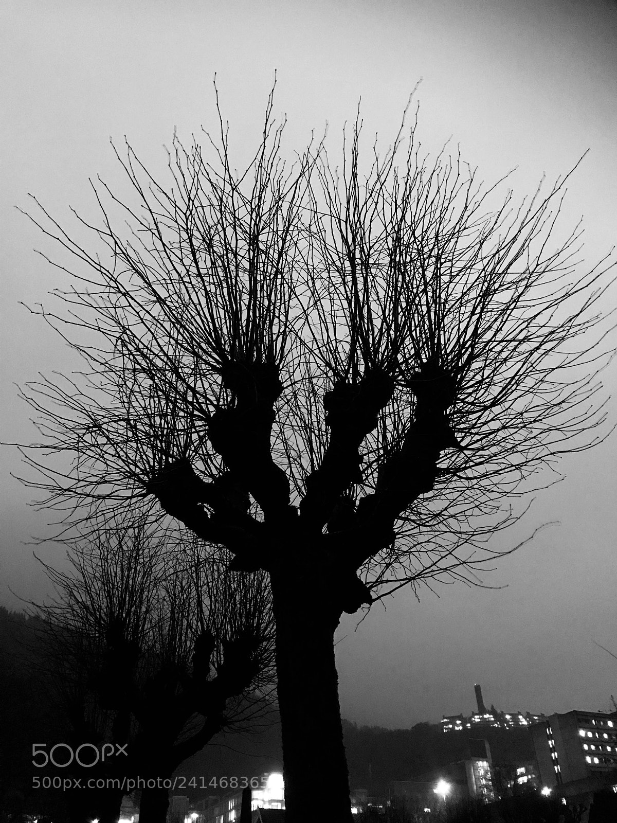 Apple iPhone 7 sample photo. Naked december trees on photography