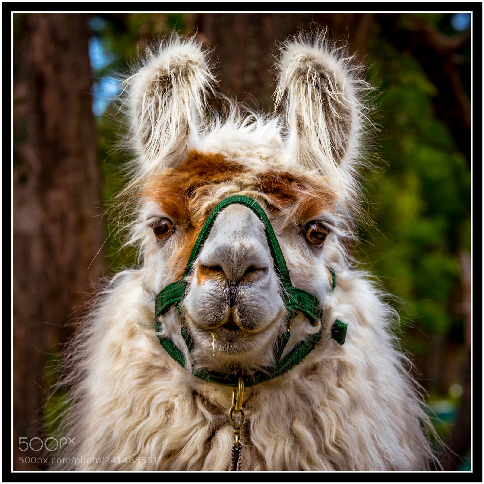 Nikon D7200 sample photo. Llama, llama, llama i photography