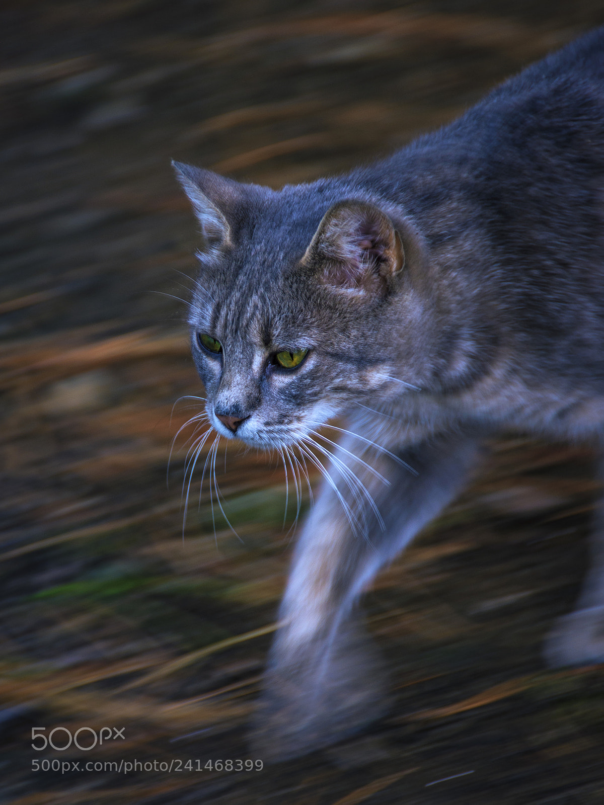 Nikon D7200 sample photo. The flash photography