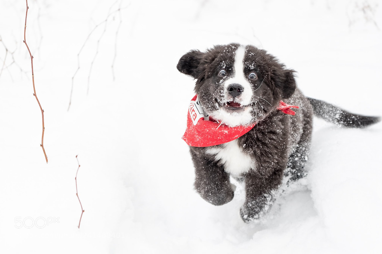 Fujifilm X-T2 sample photo. Snow makes him happy photography
