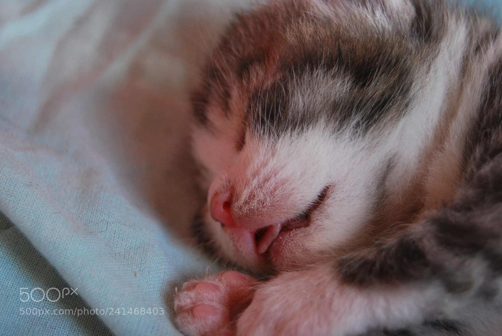 Nikon D60 sample photo. Defenseless photography
