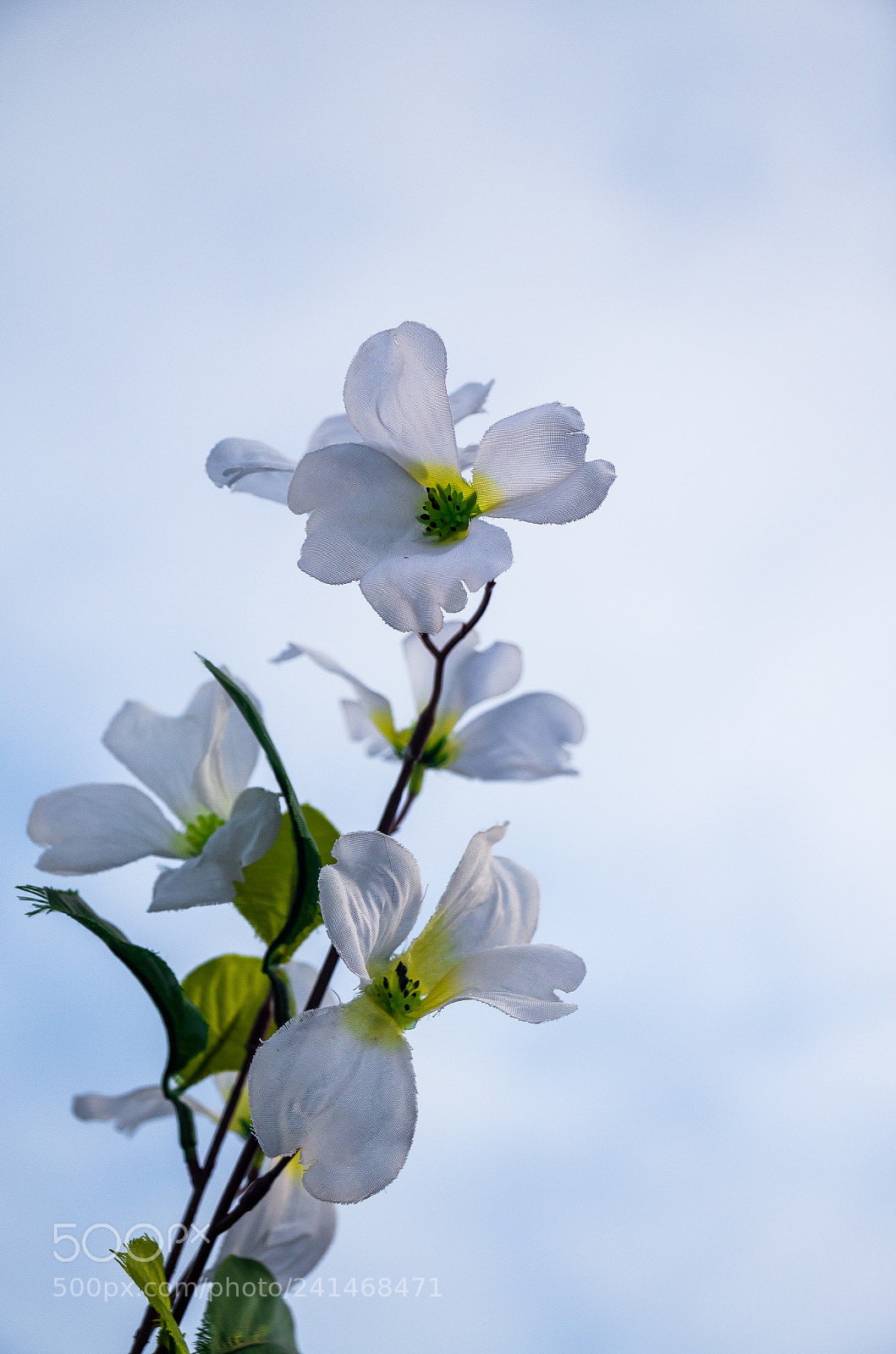 Canon EOS 650D (EOS Rebel T4i / EOS Kiss X6i) sample photo. Fleur photography