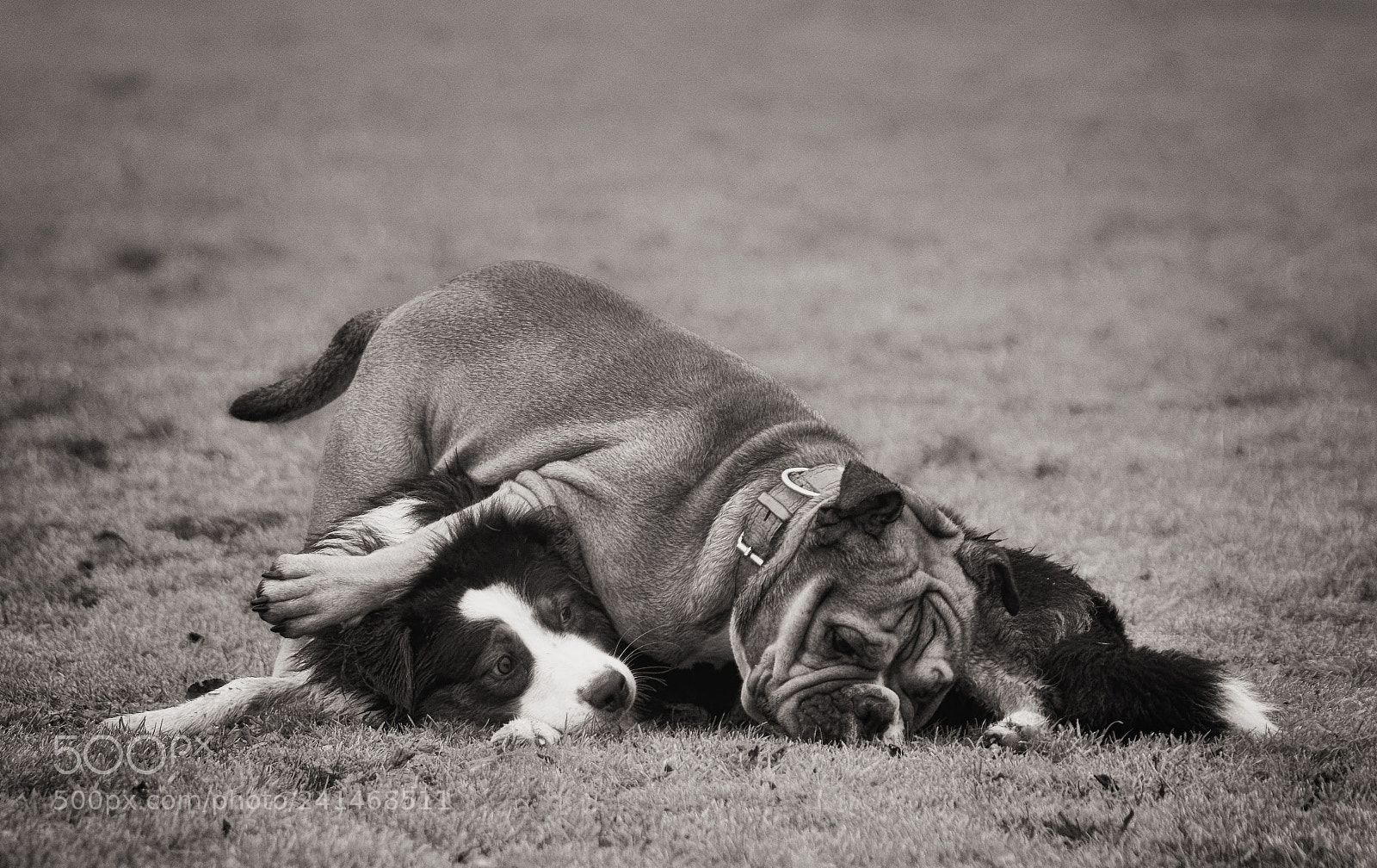 Pentax K-50 sample photo. Bulldog and shepperd friends photography