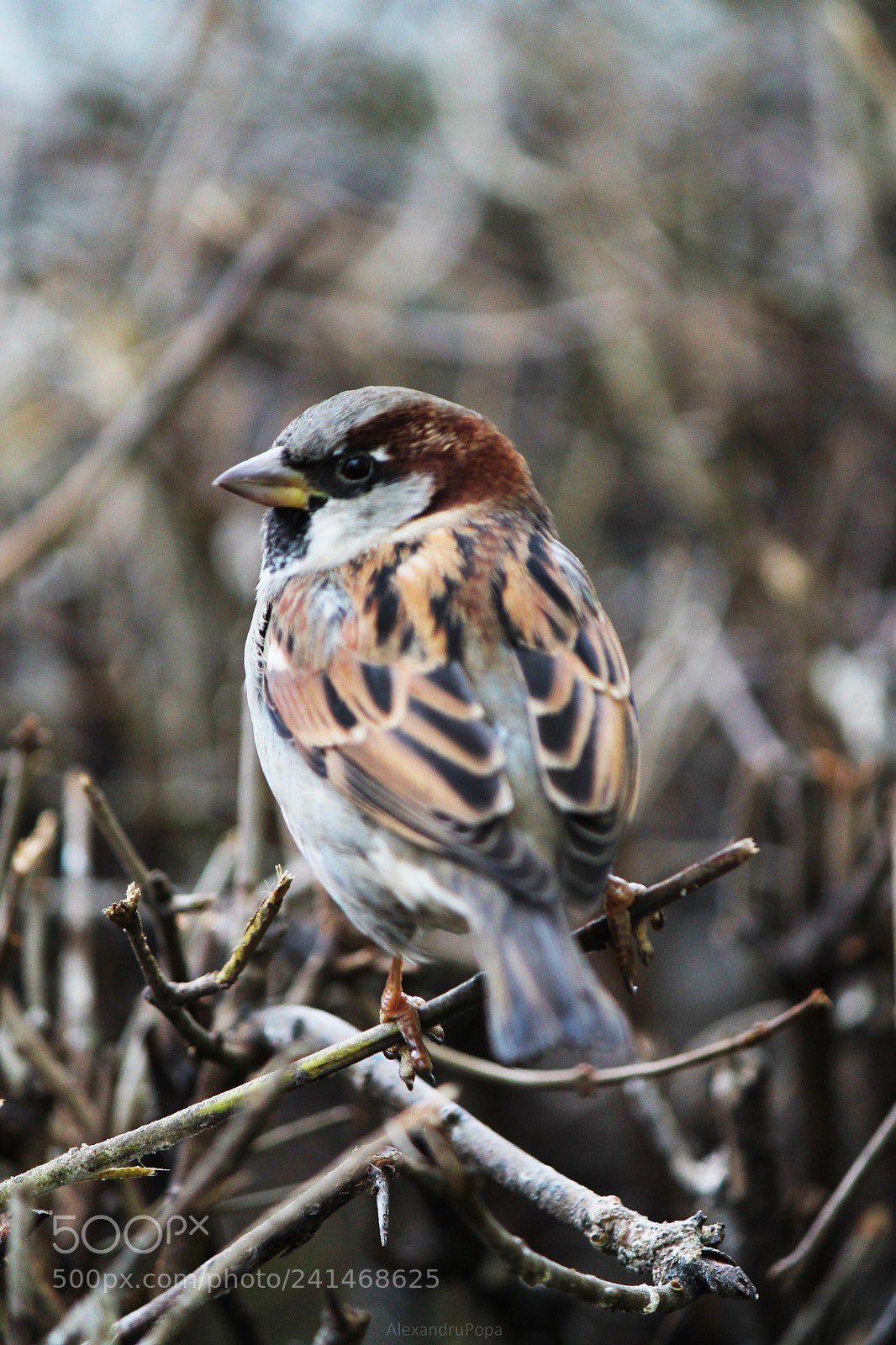 Canon EOS 1100D (EOS Rebel T3 / EOS Kiss X50) sample photo. Bird photography