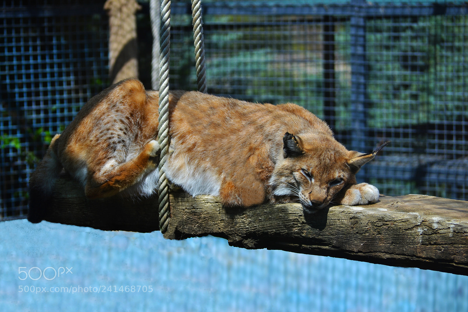 Nikon D3100 sample photo. Siesta photography