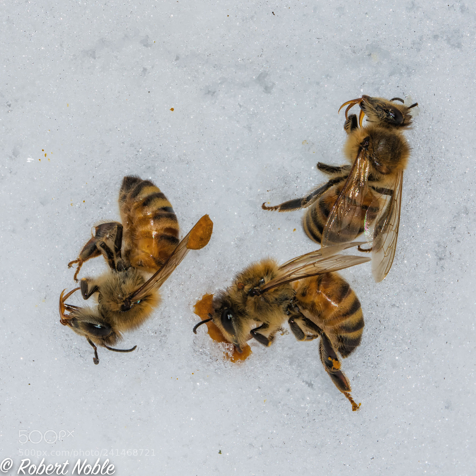 Nikon D7200 sample photo. Killer cold photography