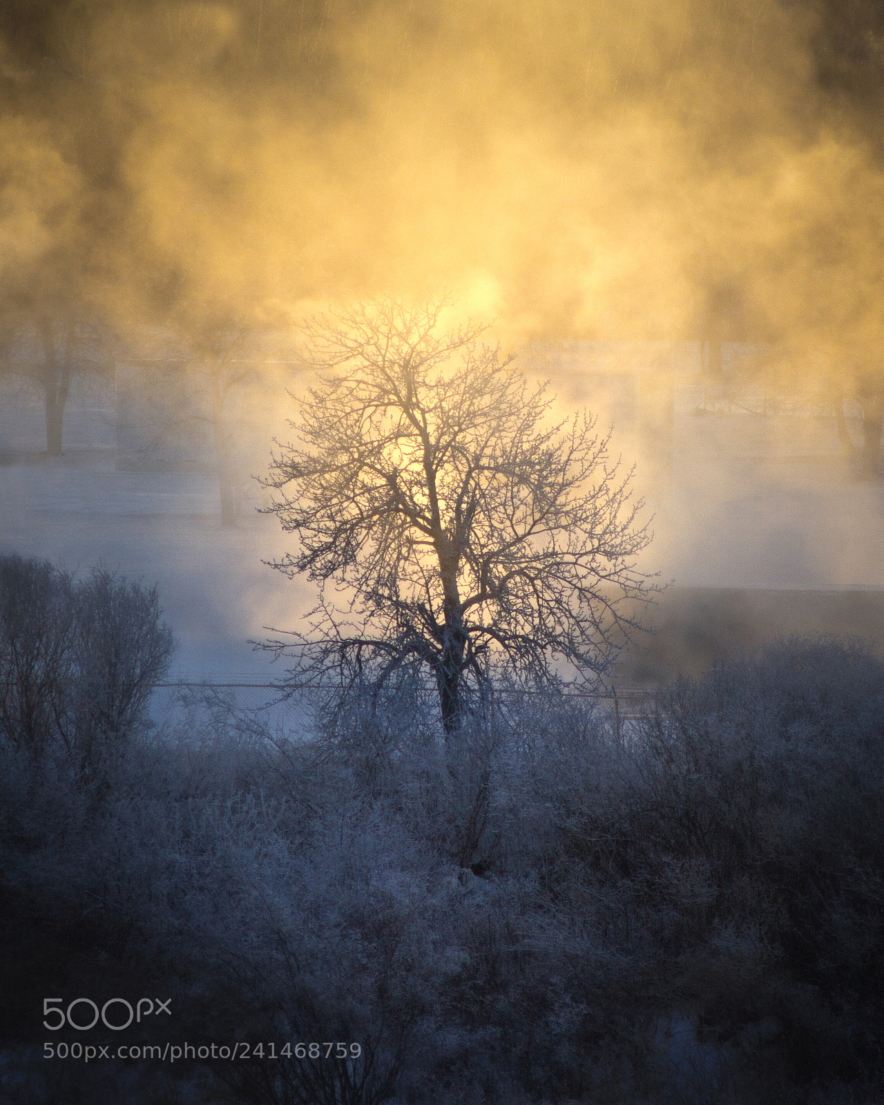 Canon EOS 60D sample photo. Shrouded in light photography