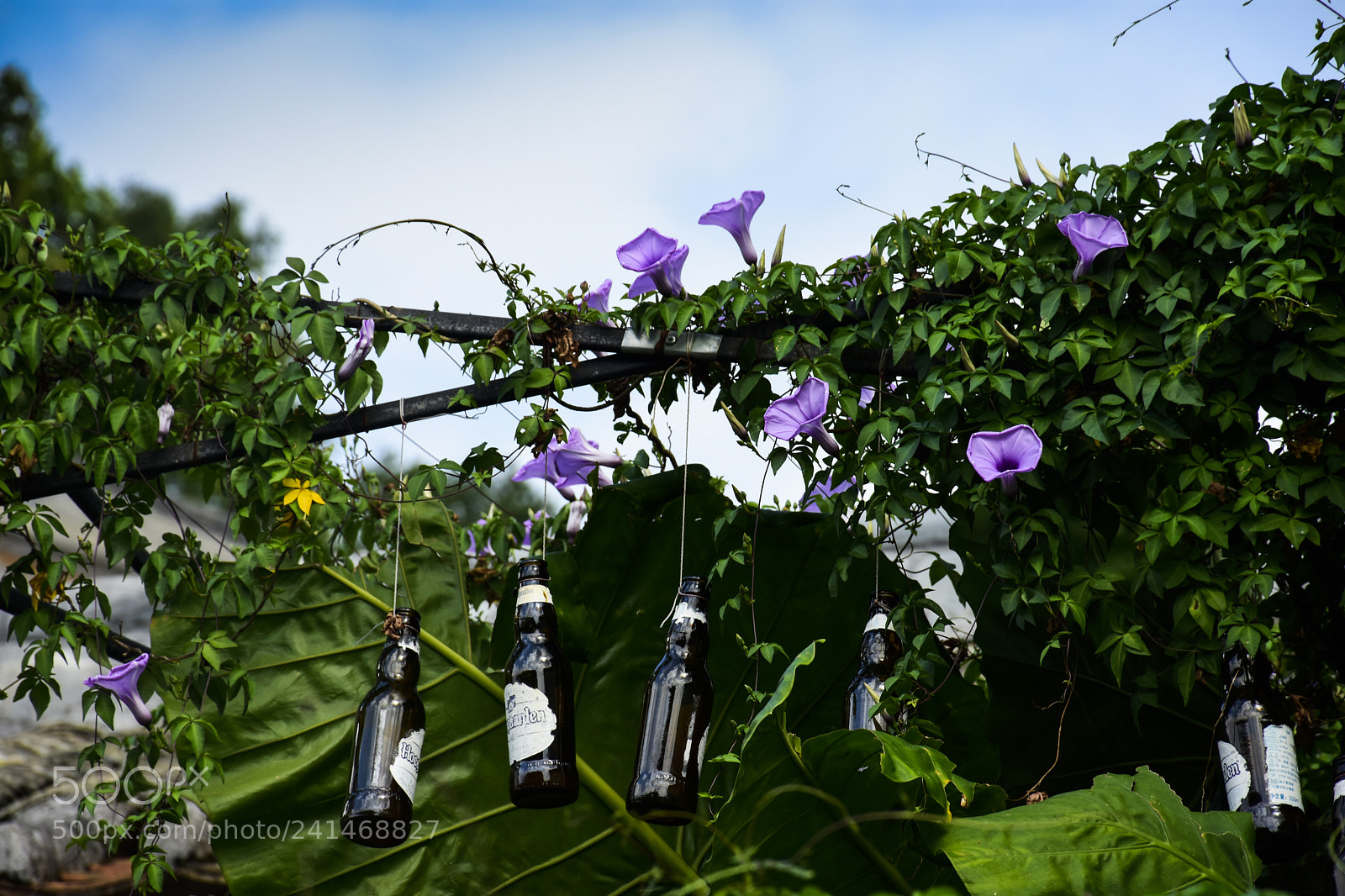 Nikon D7200 sample photo. Flower photography