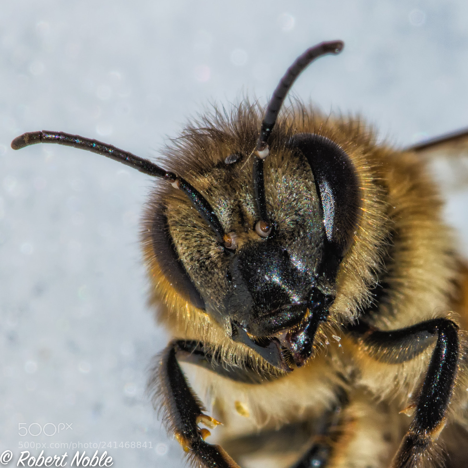 Nikon D7200 sample photo. Frozen bee photography