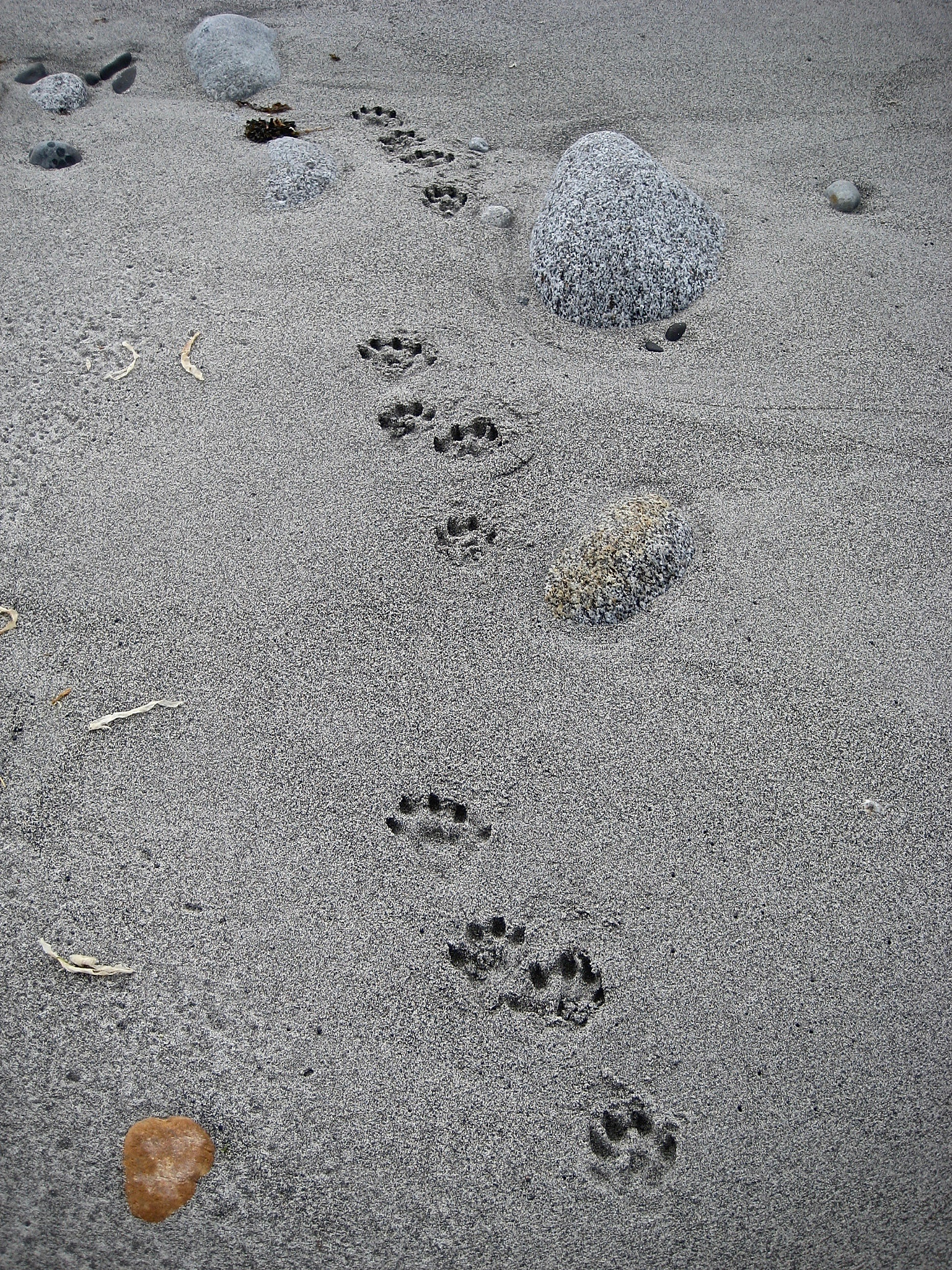 Canon POWERSHOT SD1000 sample photo. Otter tracks photography