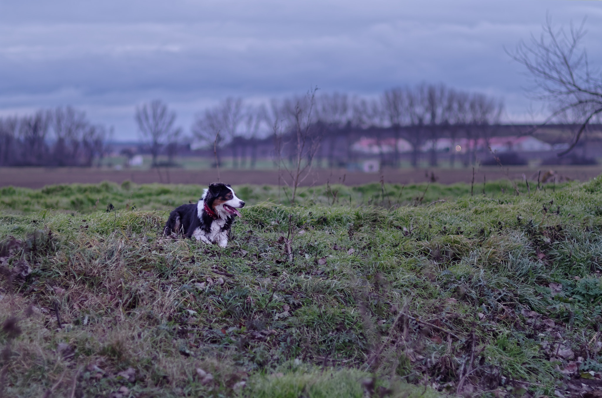 Pentax K-50 + Pentax smc FA 77mm 1.8 Limited sample photo. Australian shepperd - cold windy evening portrait photography