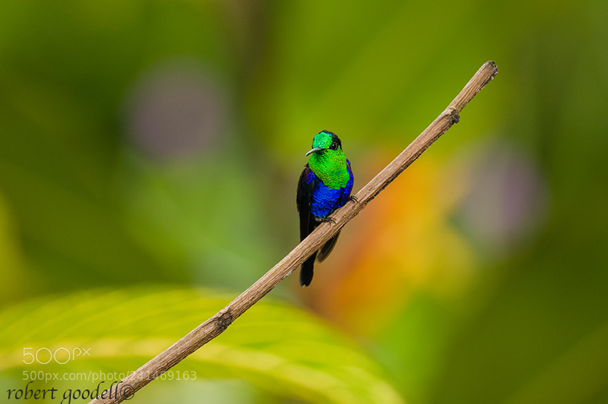 Nikon D300 sample photo. Jewel of the forest photography