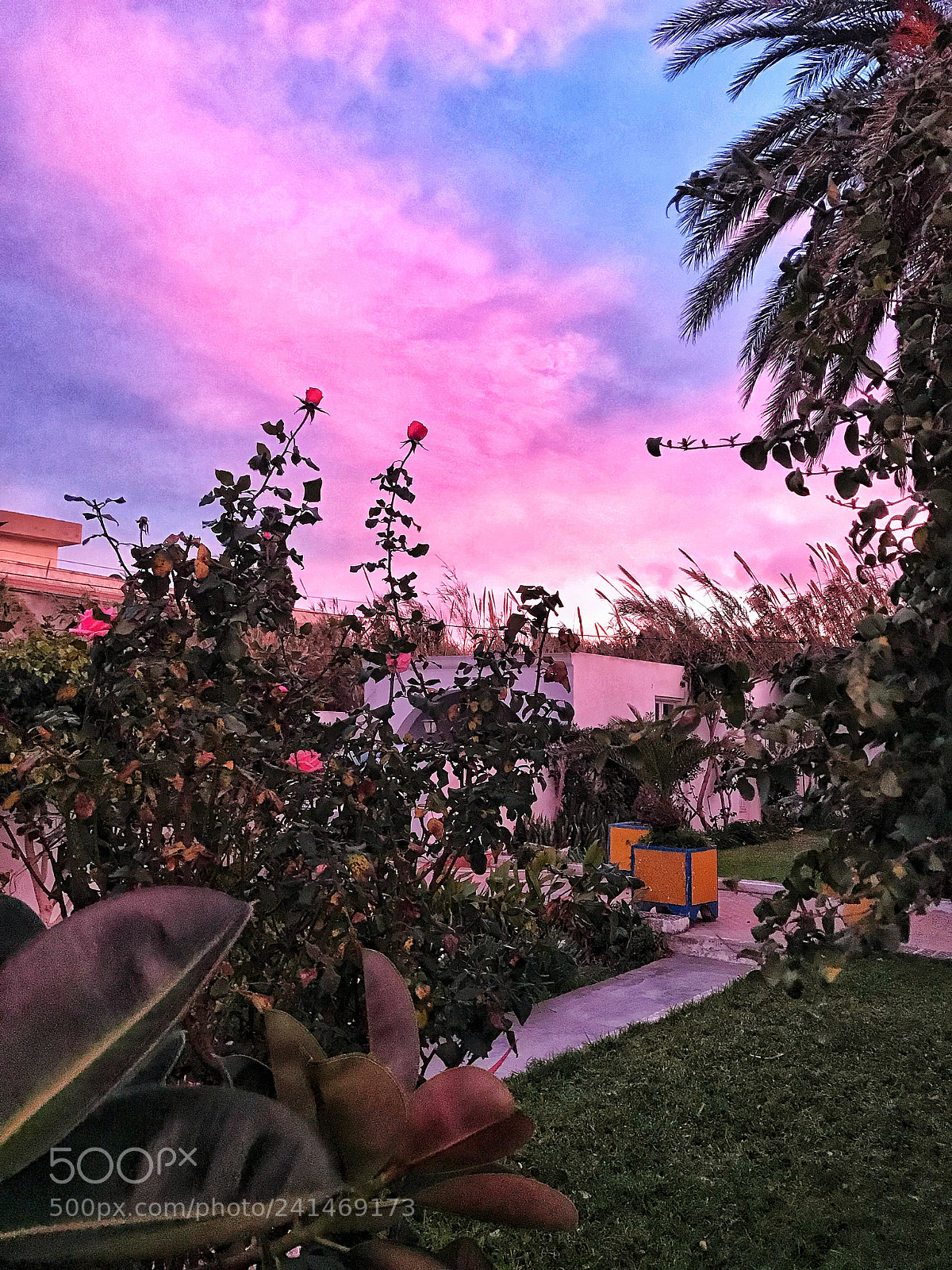 Apple iPhone 7 Plus sample photo. Sunset in my garden photography