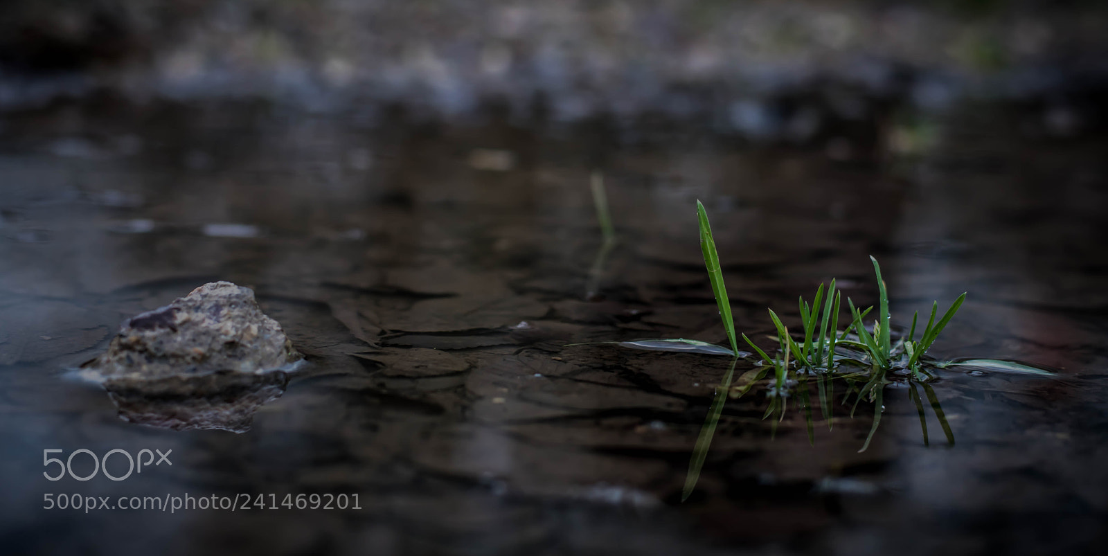 Nikon D5600 sample photo. Rain photography