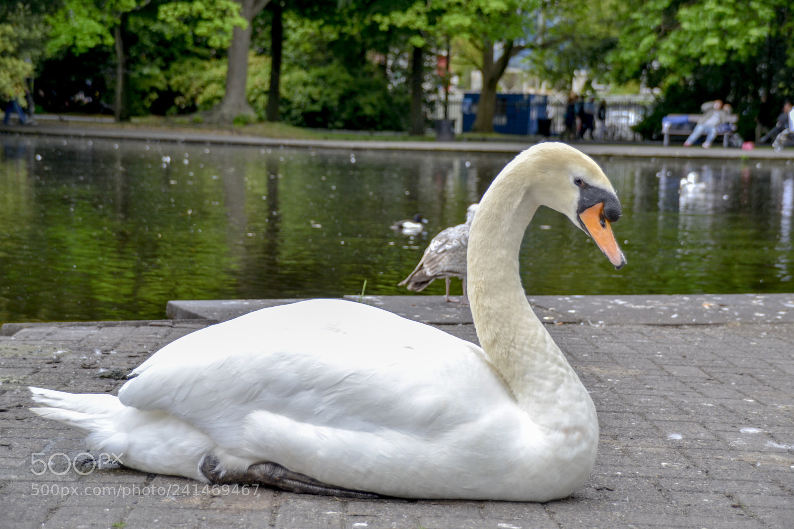 Nikon D3100 sample photo. Swan photography