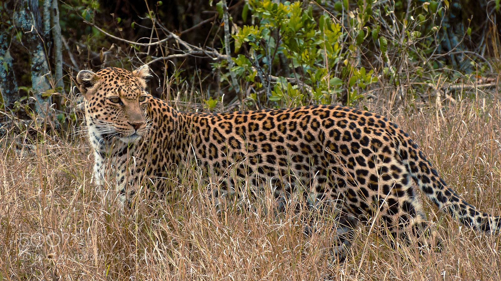 Panasonic Lumix DMC-FZ150 sample photo. Leopard in the mara photography