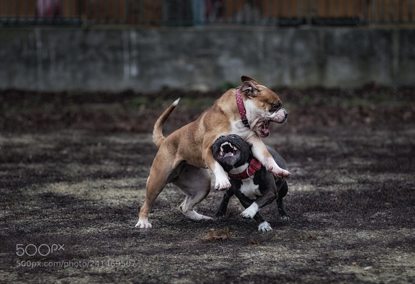 Pentax K-50 sample photo. Dog wrestling - bulldog photography