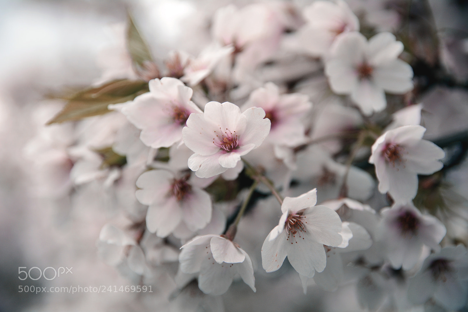 Nikon D7100 sample photo. Southern sakura  photography