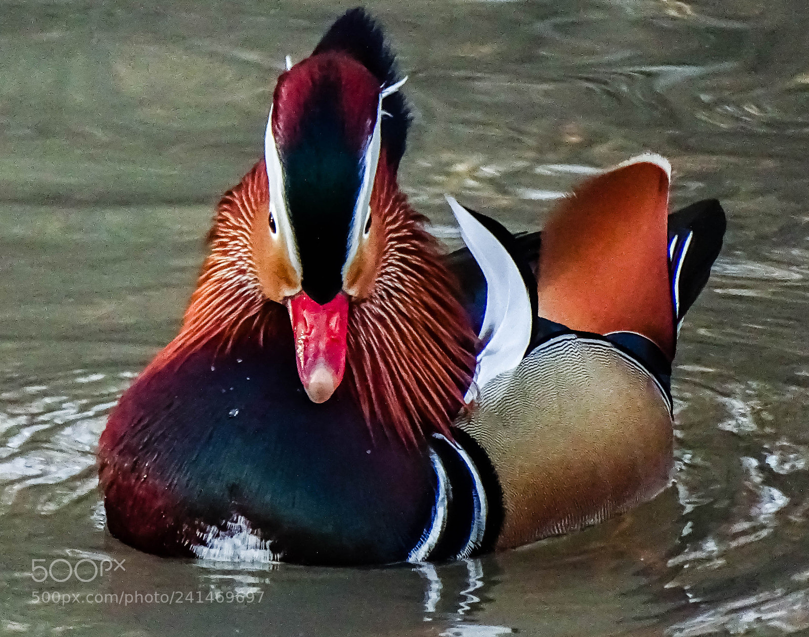 Sony Cyber-shot DSC-HX400V sample photo. Mandarin ente photography