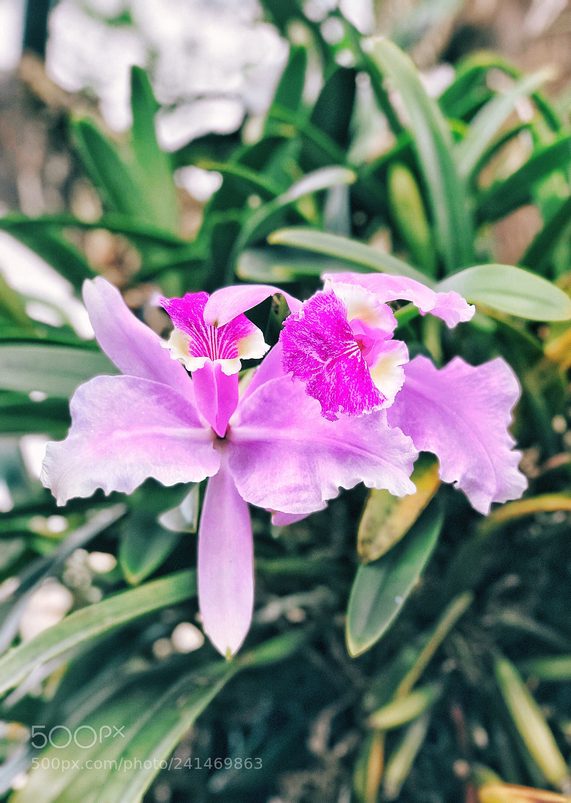 Apple iPhone 7 Plus sample photo. Orchid photography