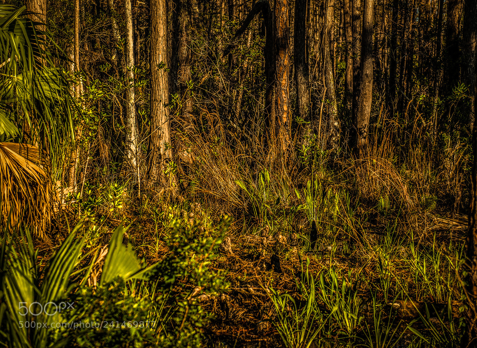 Nikon D800 sample photo. Swampland abstract. photography