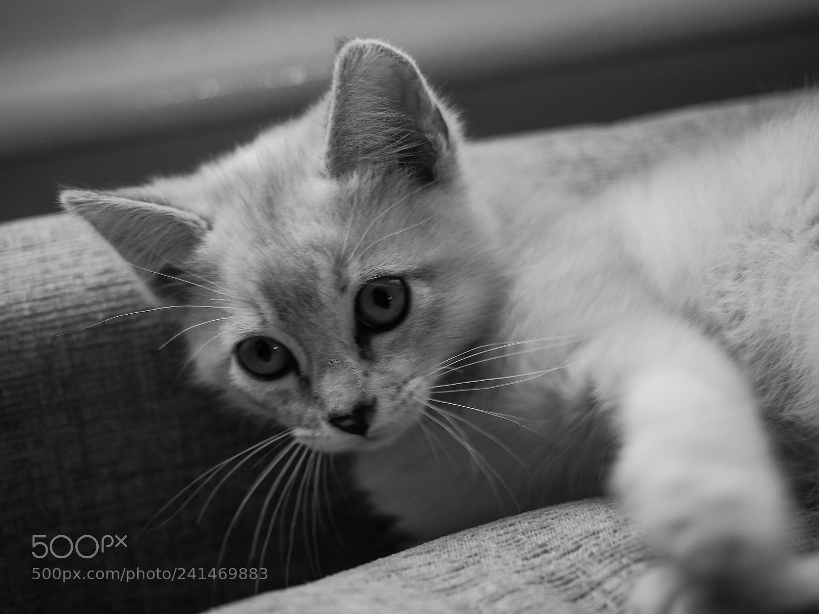 Olympus OM-D E-M5 II sample photo. Kitten photography