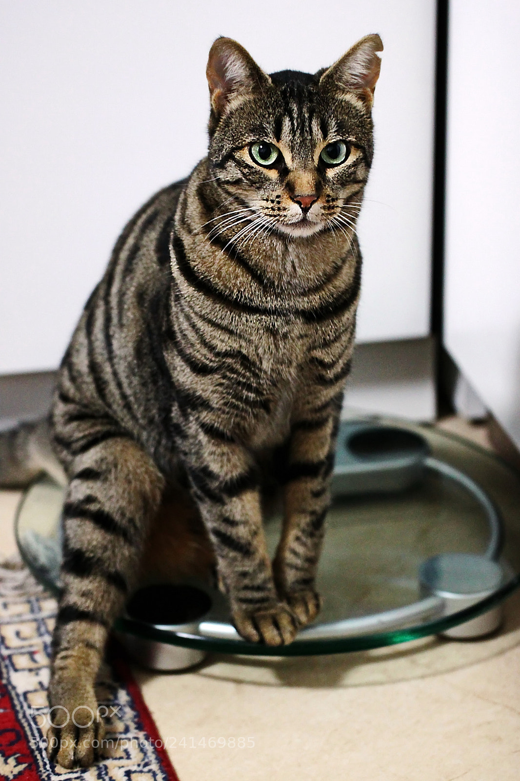 Canon EOS 500D (EOS Rebel T1i / EOS Kiss X3) sample photo. Bad news... photography