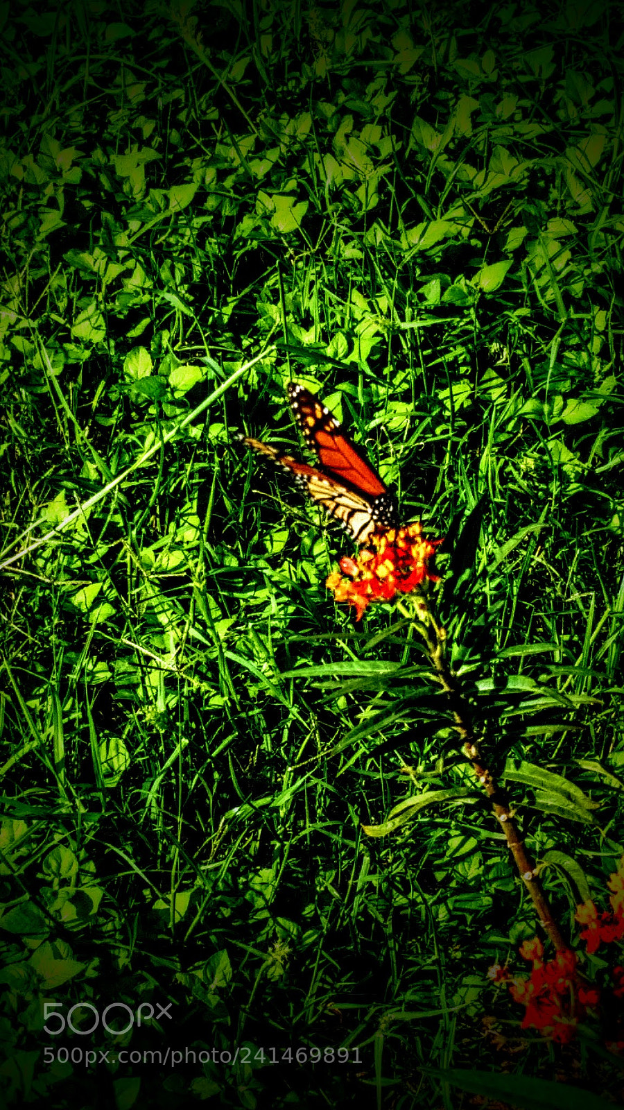 Samsung Galaxy S5 sample photo. Solitaria photography