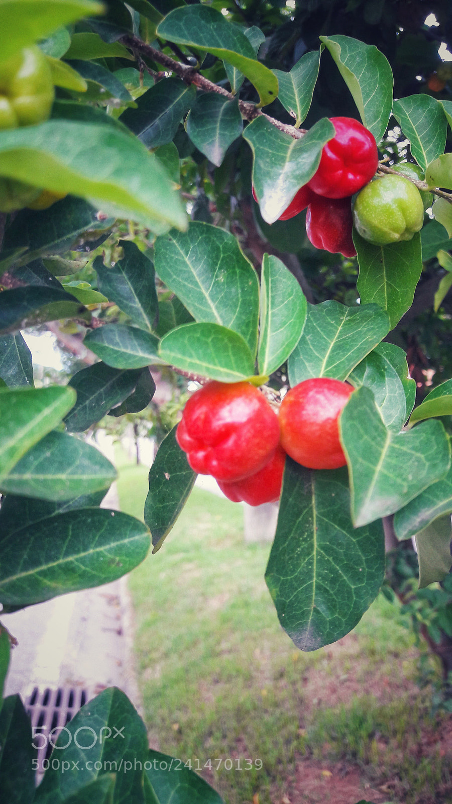 Samsung Galaxy S7 Edge sample photo. Untitled photography
