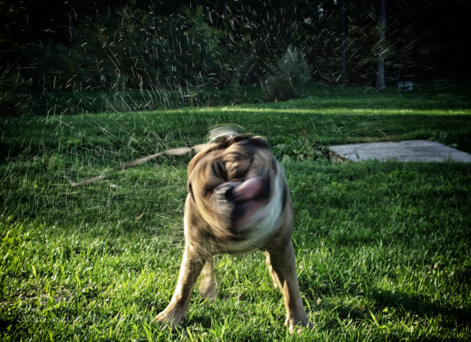 Pentax K10D sample photo. Dog centrifuge photography