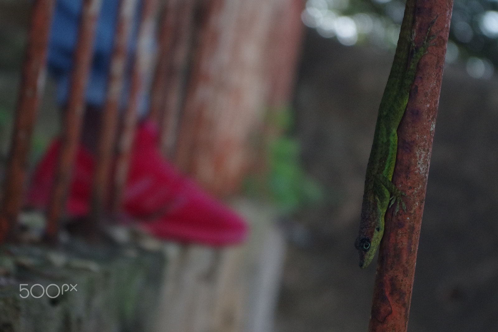 smc PENTAX-DA L 18-55mm F3.5-5.6 sample photo. Spyware camouflage photography