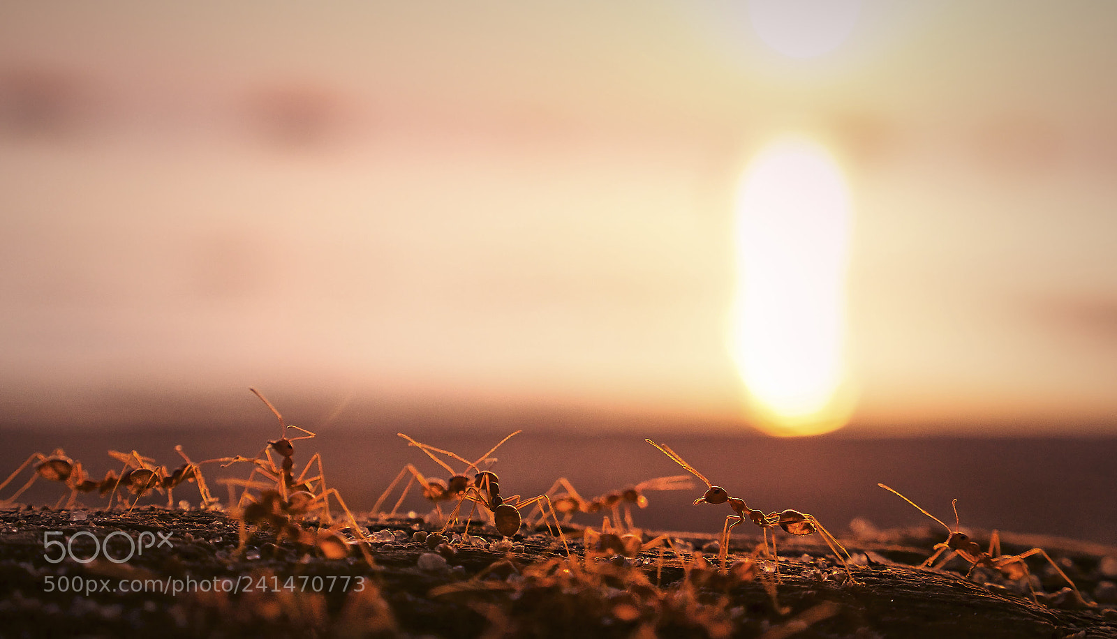 Panasonic Lumix DMC-GH4 sample photo. Ants in the sun photography