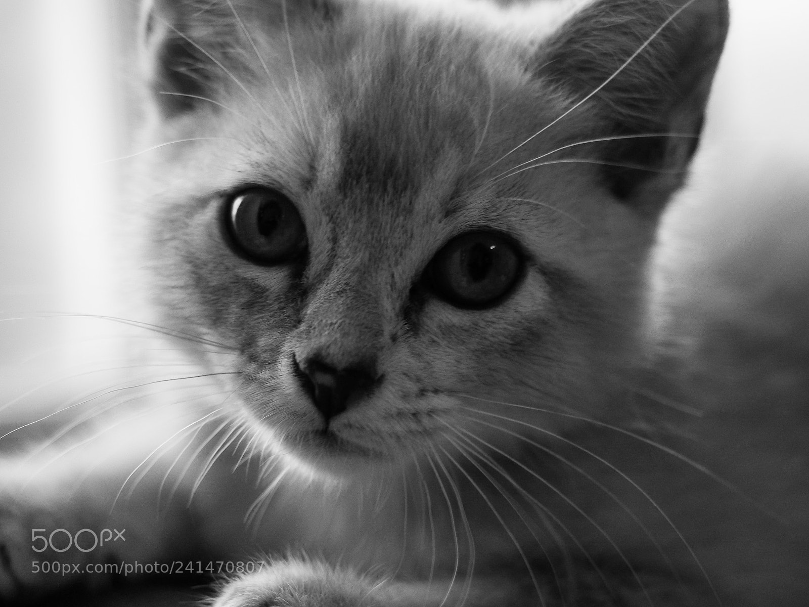 Olympus OM-D E-M5 II sample photo. Eyes on you photography