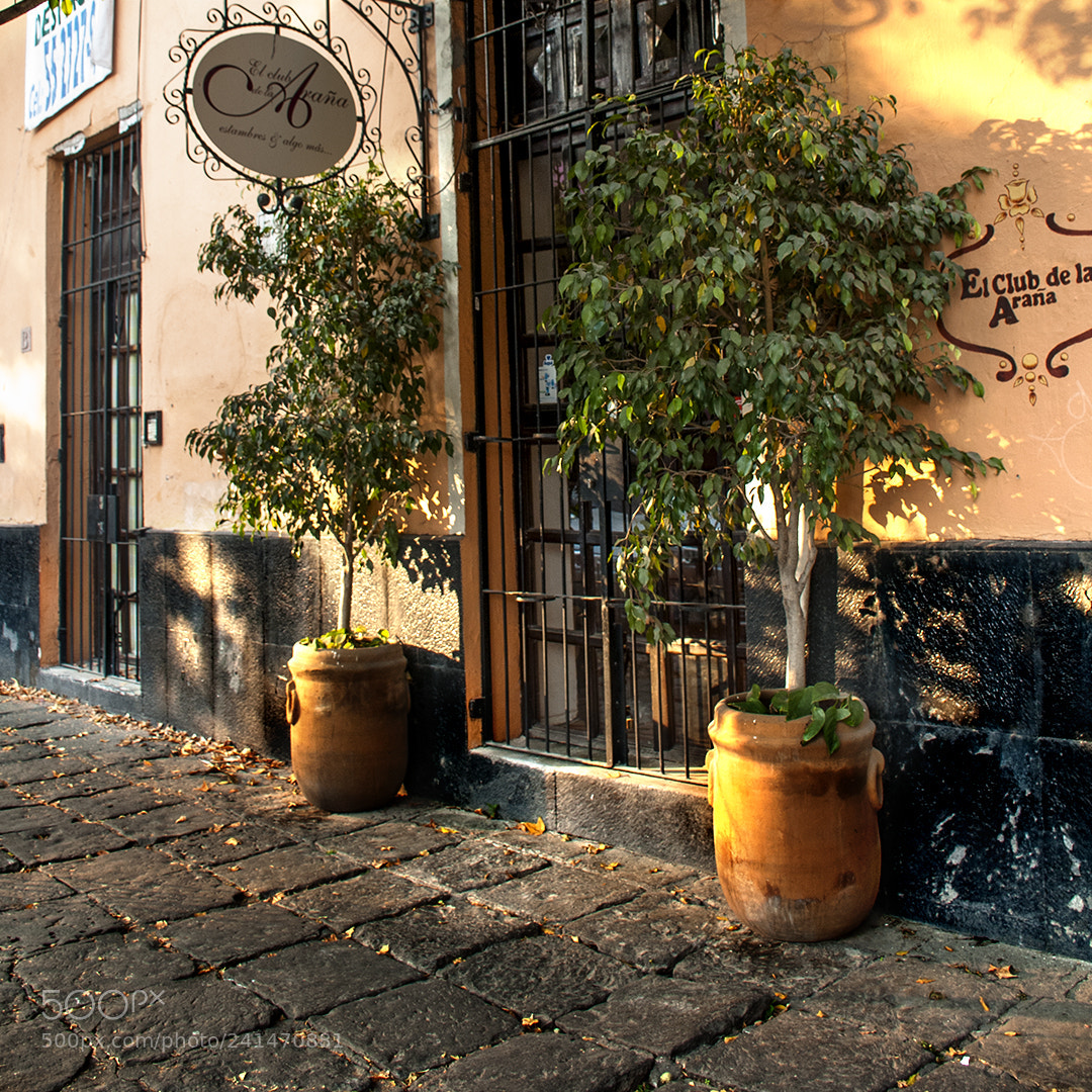 Nikon D300 sample photo. Urban vegetation 2 photography