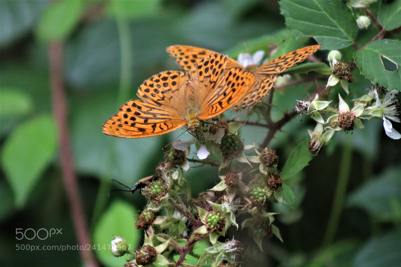 Canon EOS 750D (EOS Rebel T6i / EOS Kiss X8i) sample photo. Untitled photography