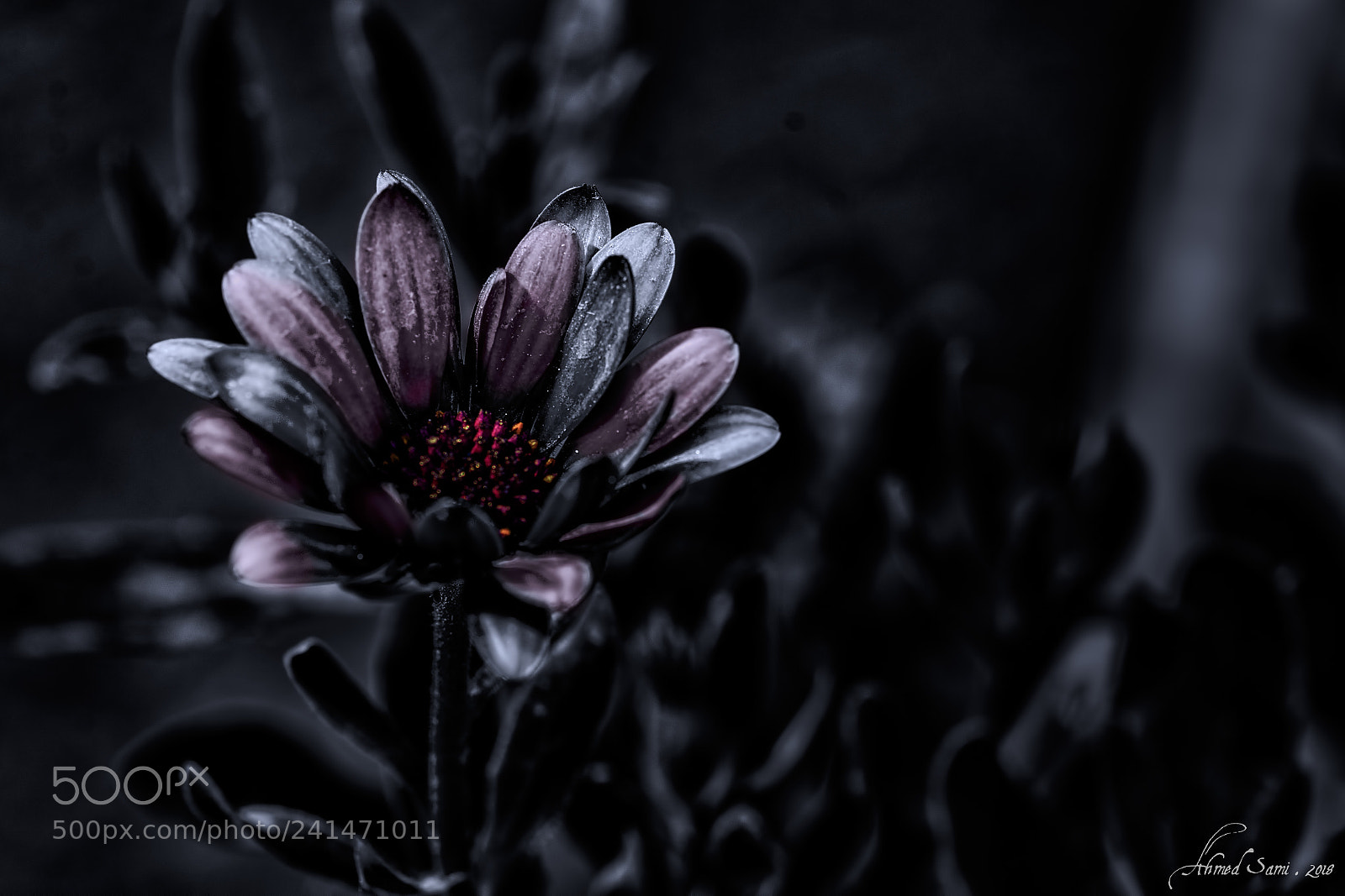 Nikon D7100 sample photo. Midnight daisy photography