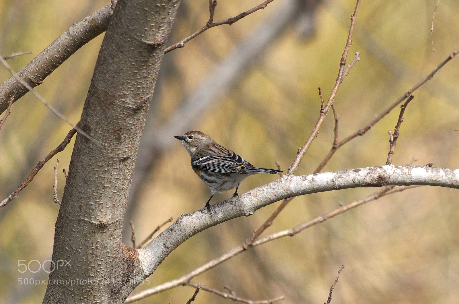 Pentax K-30 sample photo. Yellow rumped warbler photography